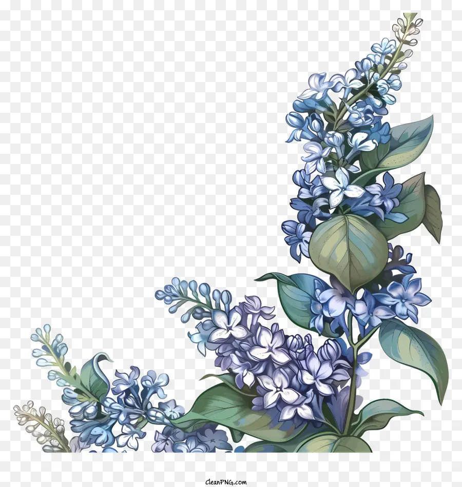 Fleurs Lilas，Lilas Bleus PNG