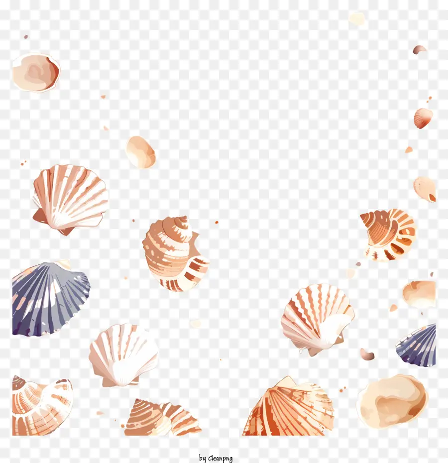 Coquillages，Aquarelle PNG