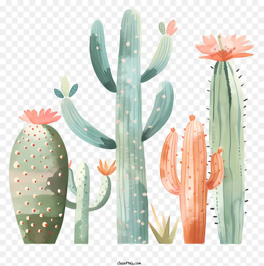 Cactus Mexicain，Cactus Plantes PNG