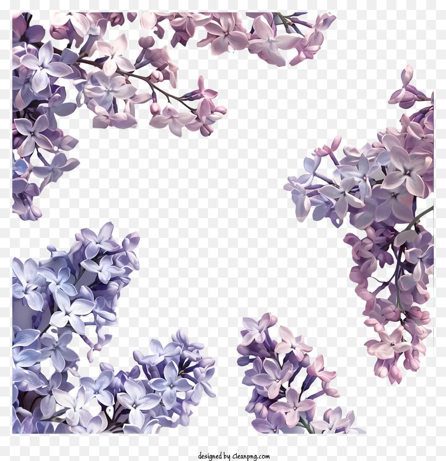 Fleurs Lilas，Fleurs De Lila PNG