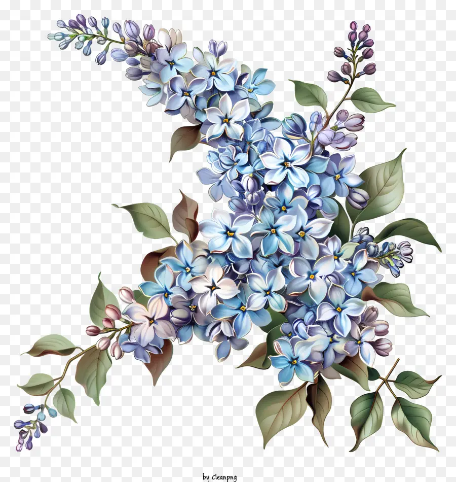Fleurs Lilas，Fleur De Lila Bleu PNG