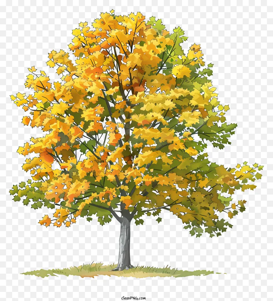 Érable Jaune，Arbre D'automne PNG