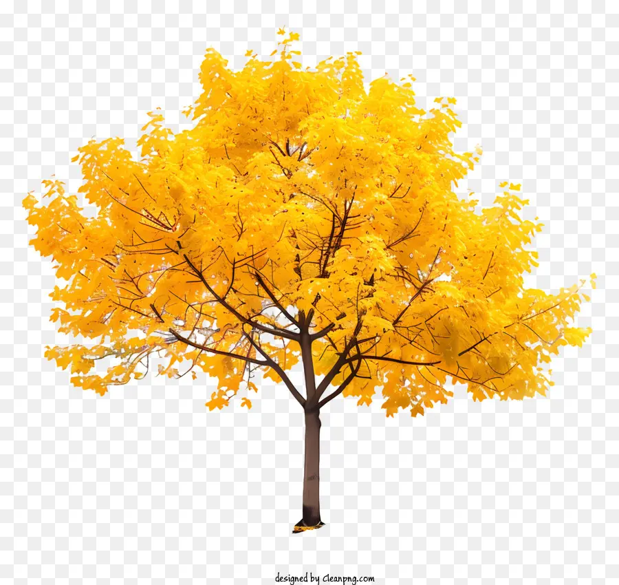 Érable Jaune，Arbre Jaune PNG