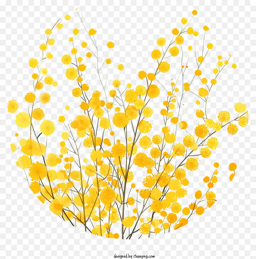 Des Fleurs De Mimosa，Design Floral PNG