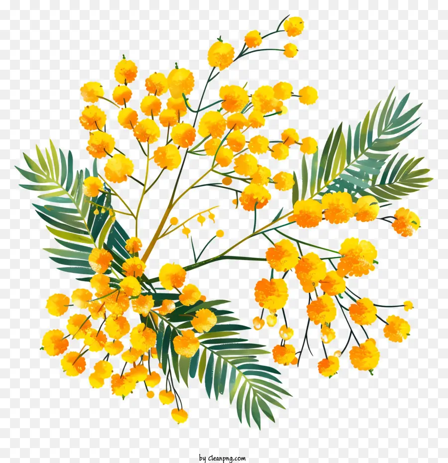 Des Fleurs De Mimosa，Fleur Jaune PNG
