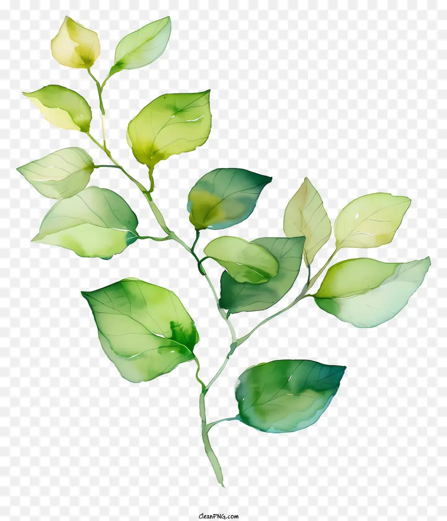 Feuilles，Branche Verte PNG