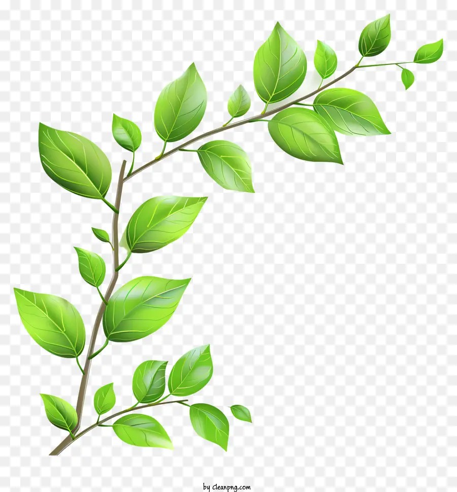 Leafs，Branche PNG