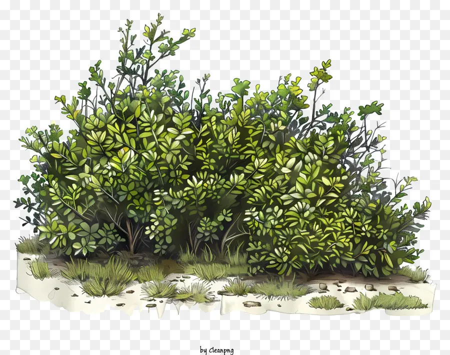 Buisson，Arbuste PNG