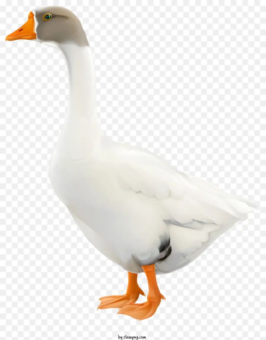 Oie，Cygne PNG