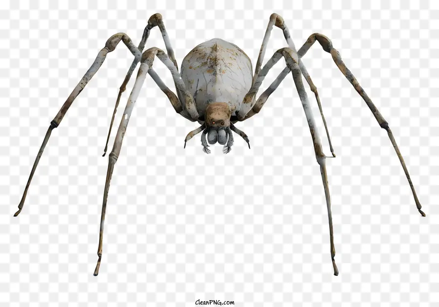 Araignée，Effrayant PNG