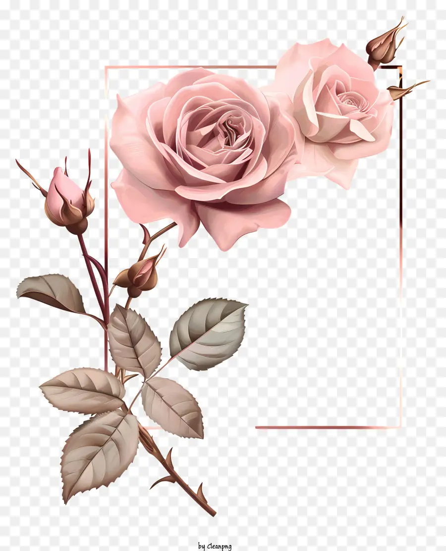 Mariage De Cadre，Rose Rose PNG