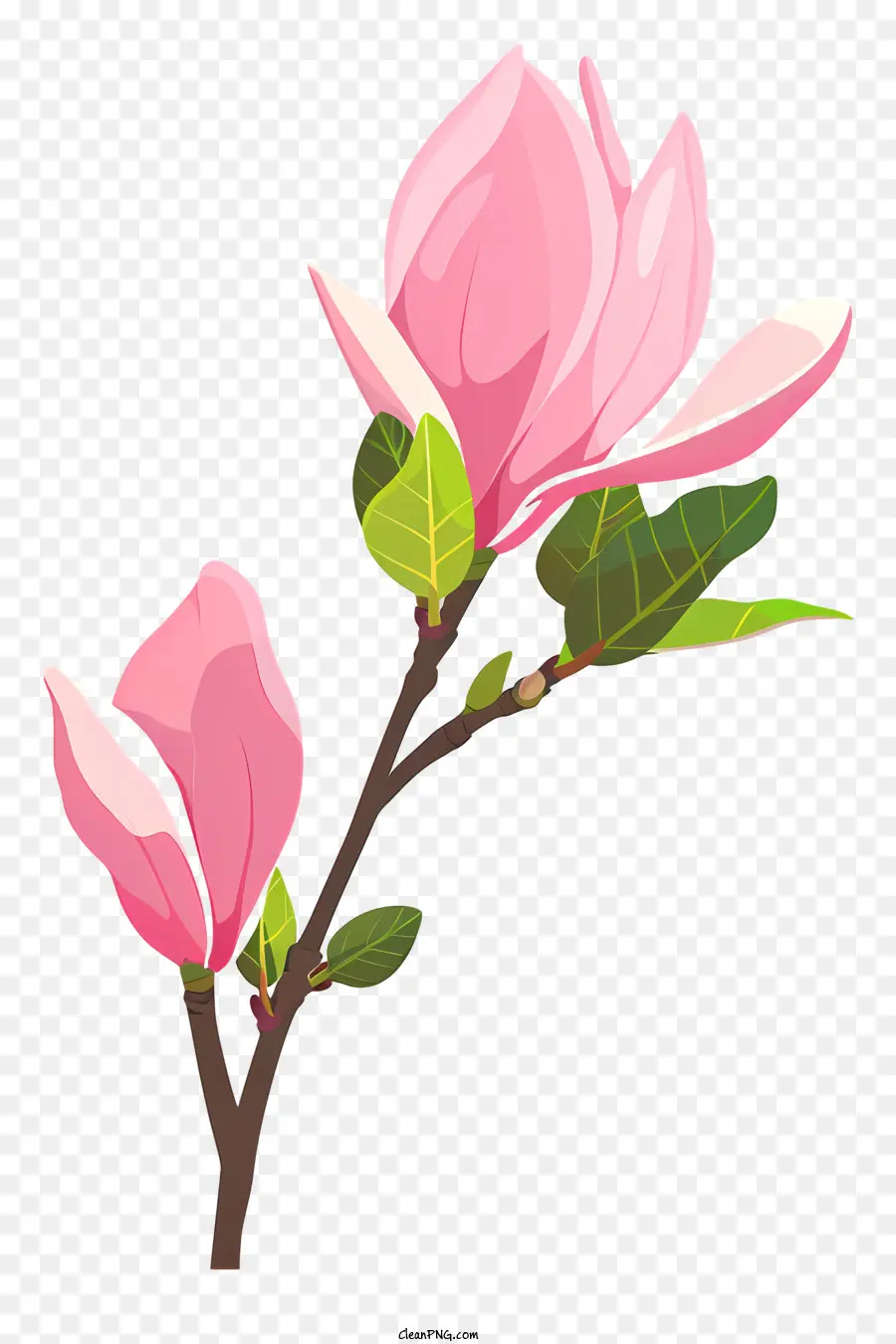 Magnolia Bud，Arbre à Fleurs Roses PNG