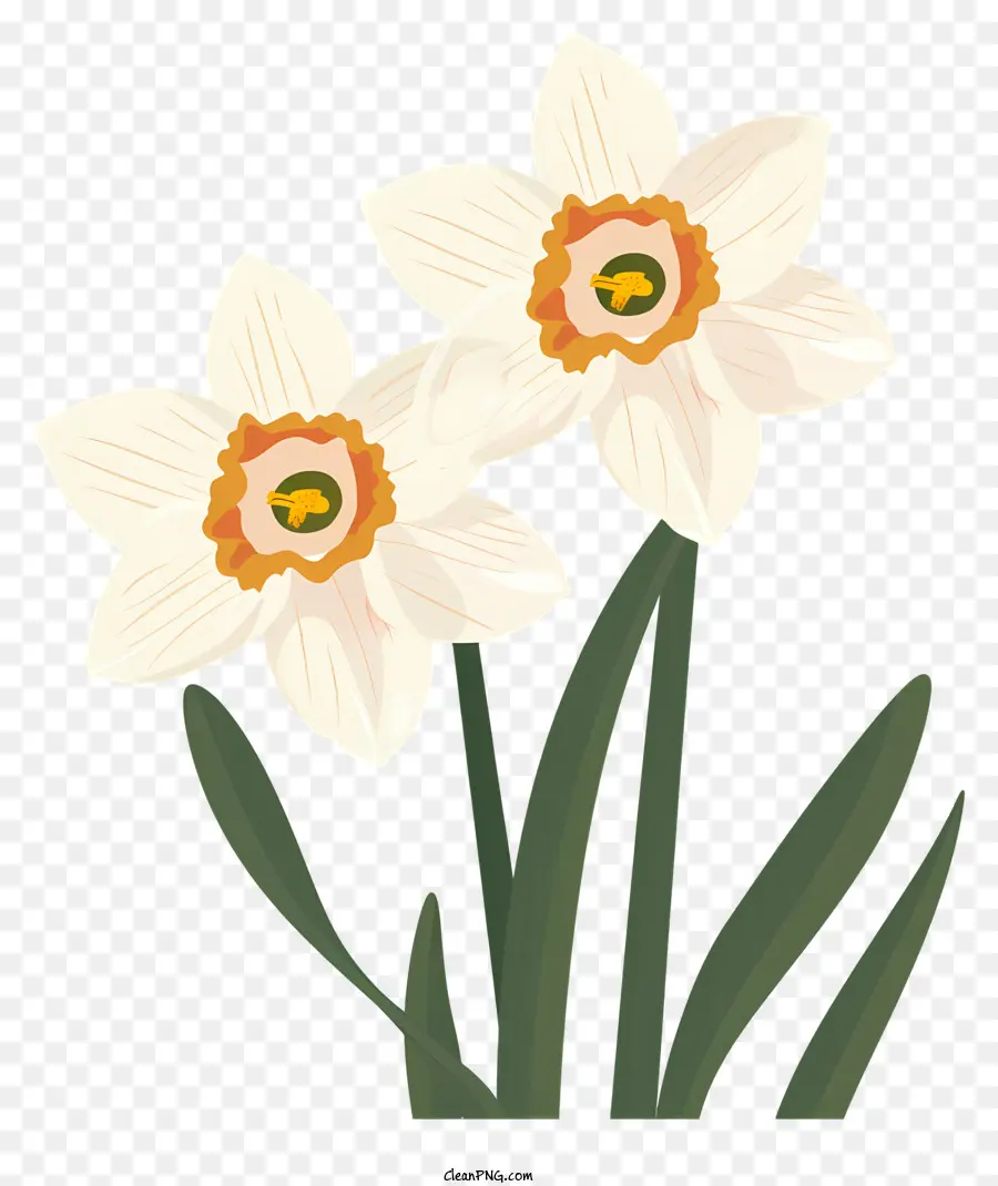 Fleurs De Narcisse，Les Jonquilles PNG