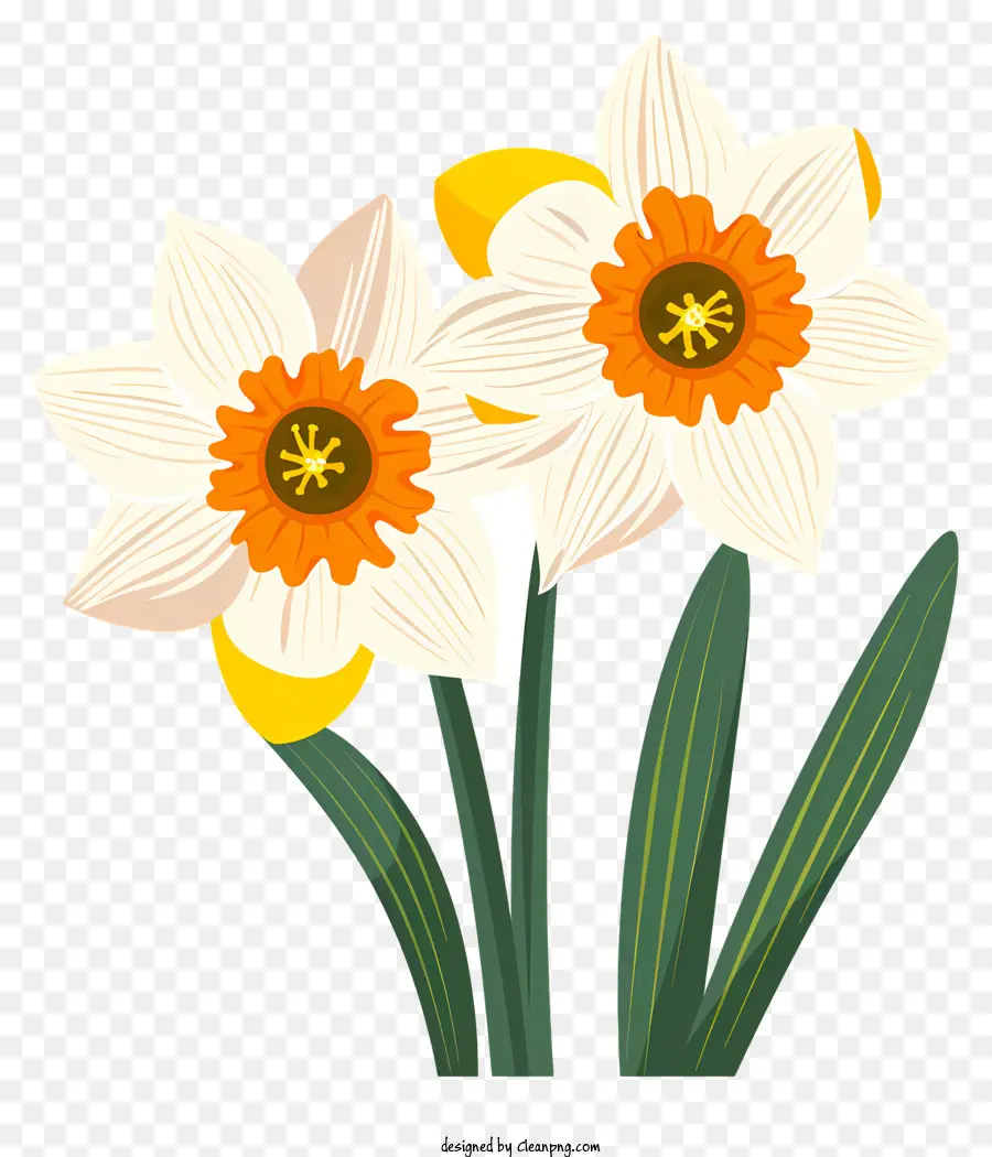 Fleurs De Narcisse，Jonquilles Blanches PNG