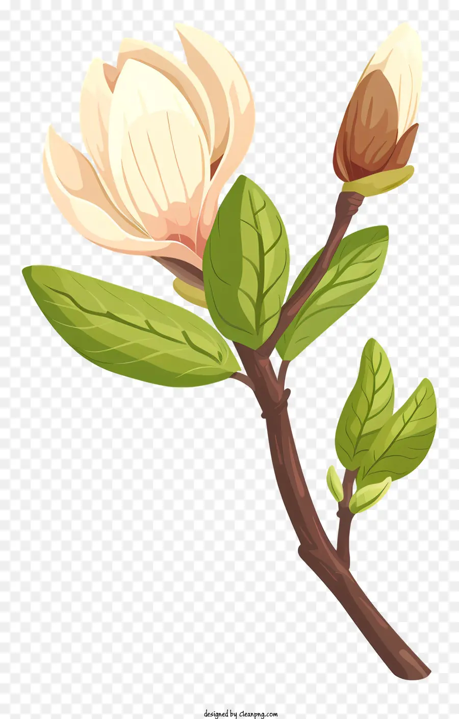 Magnolia Bud，Fleur PNG