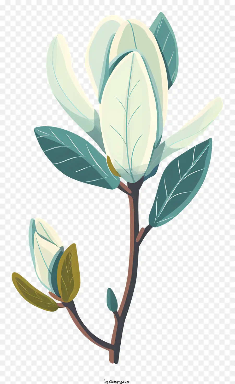 Magnolia Bud，Fleur De Magnolia PNG