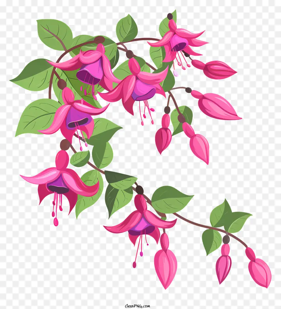 Fuchsia Fleurs，Fuchsia Fleur PNG