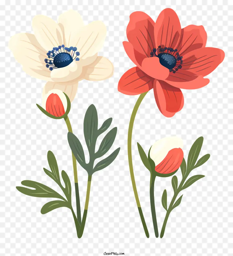 Fleurs D'anémone，Les Anémones PNG