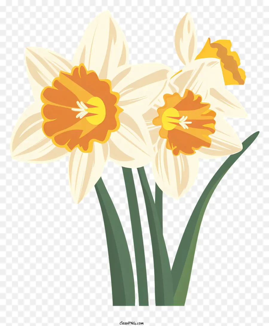 Fleurs De Narcisse，Les Jonquilles PNG