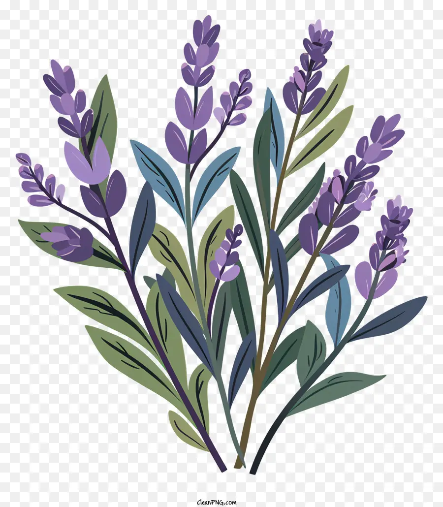 Lavande，Fleurs PNG