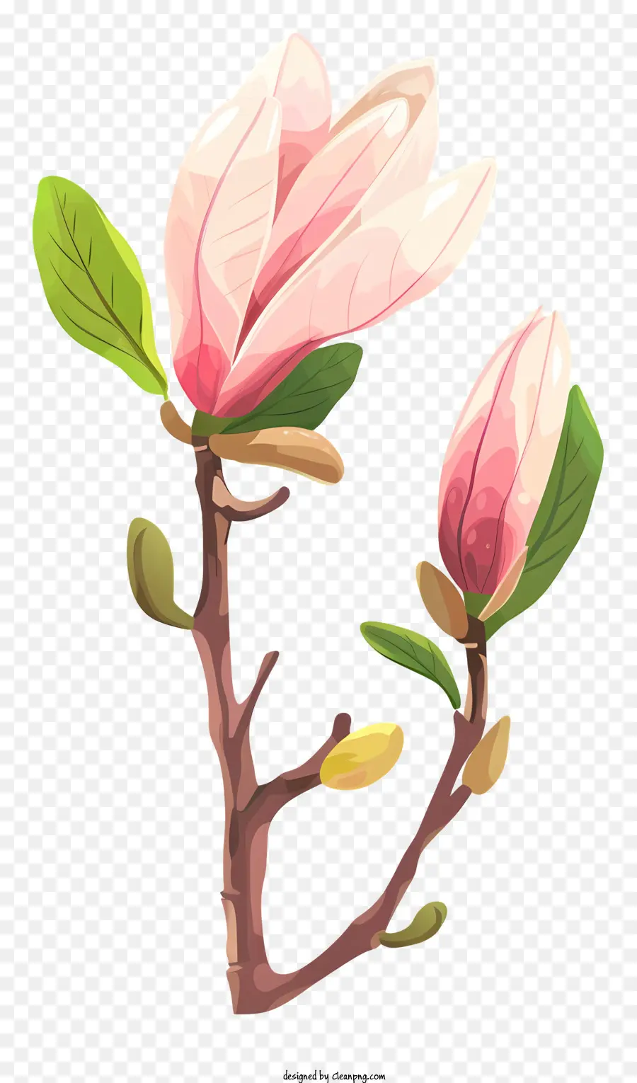 Magnolia Bud，Fleur Rose PNG