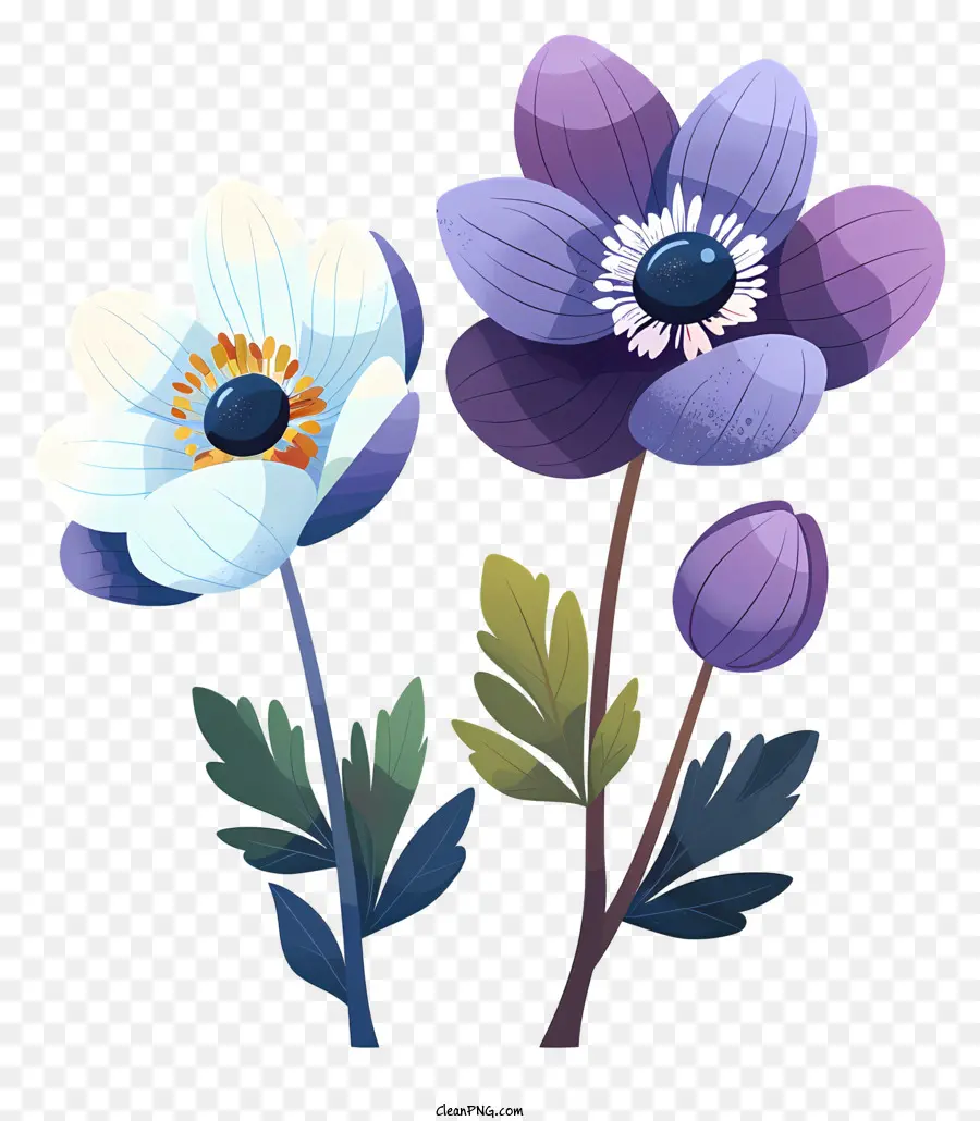 Fleurs D'anémone，Anémone Violet PNG