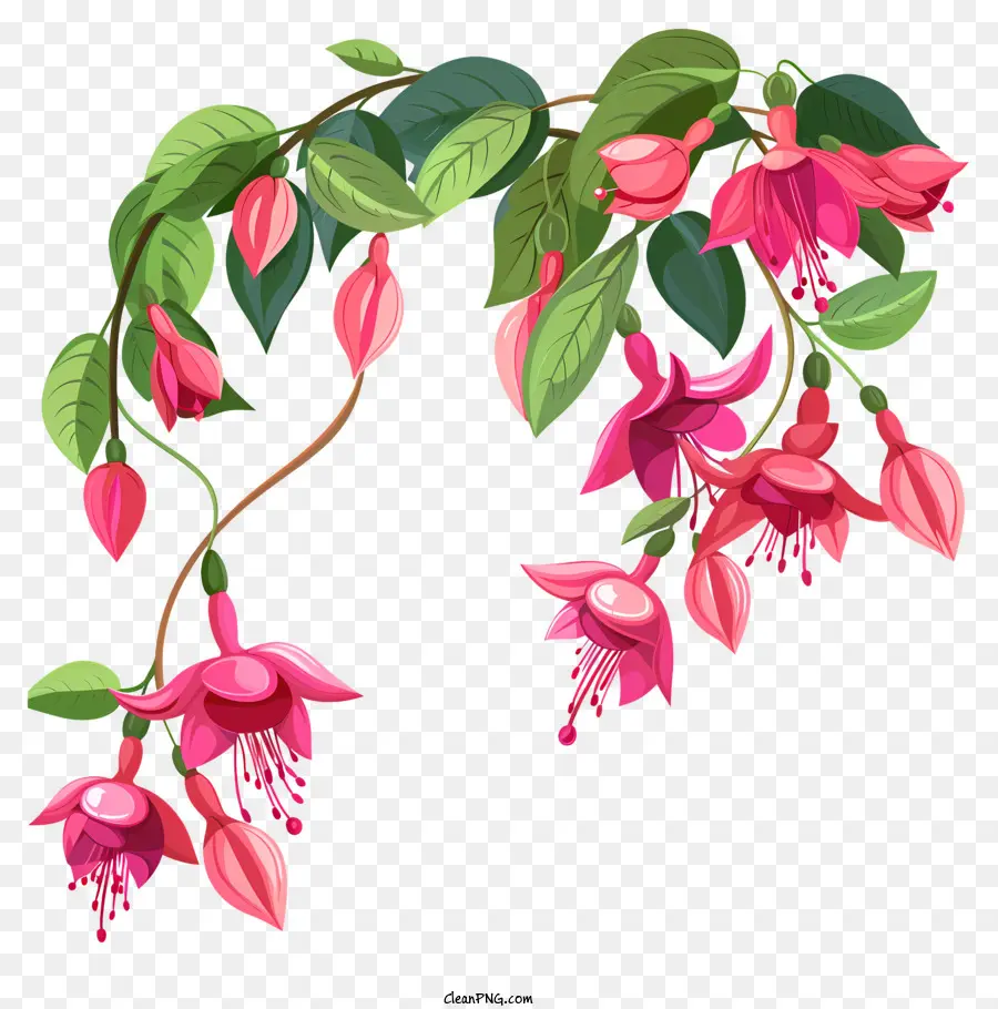 Fuchsia Fleurs，Fleurs Roses PNG