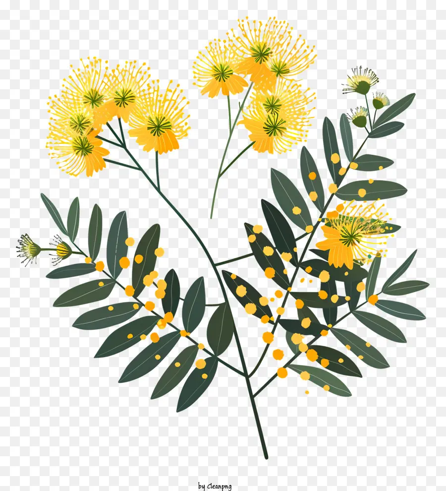 Mimosa，Fleurs D'arbre à Thé PNG