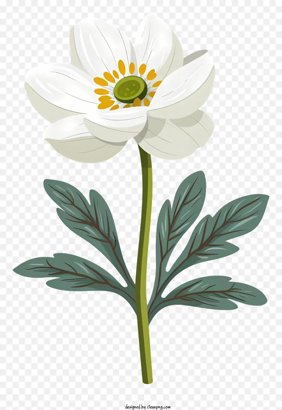 Fleur De Neige Fleuris，Fleur Blanche PNG