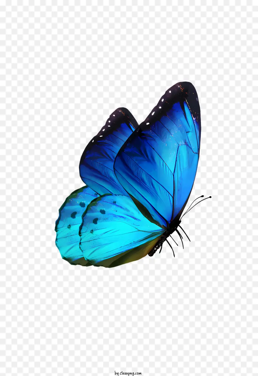 Papillon，Papillon Bleu PNG