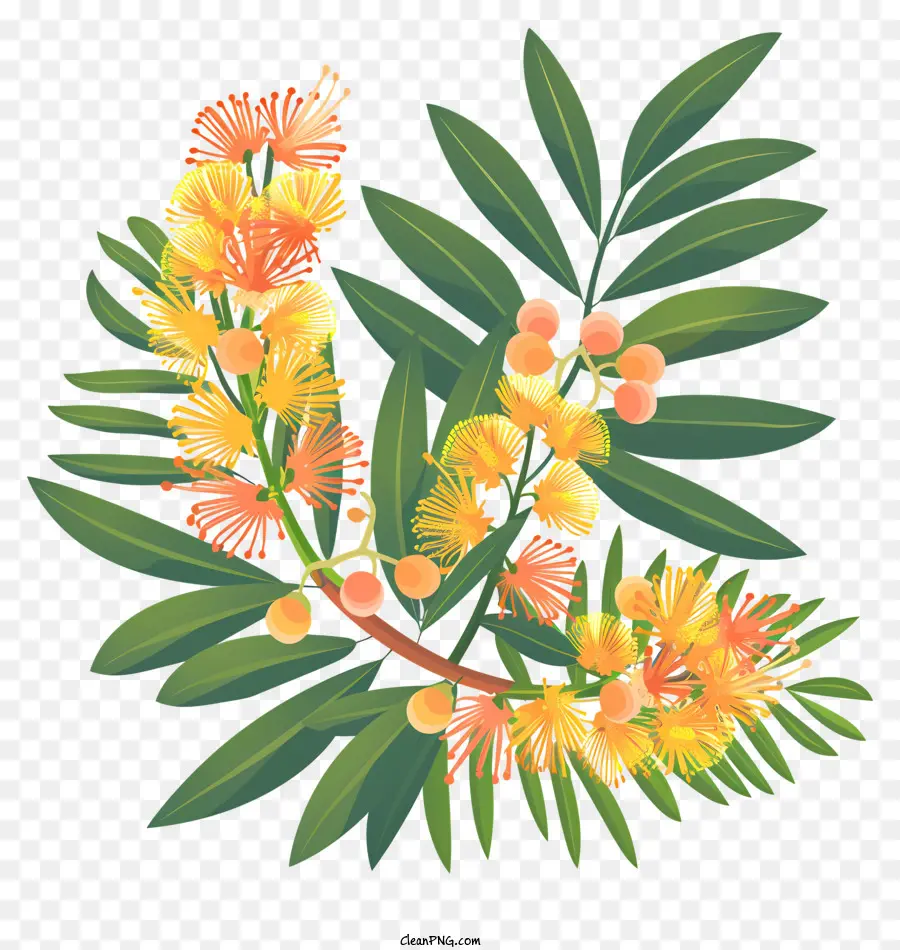 Mimosa Fleur，Fleurs Jaunes PNG