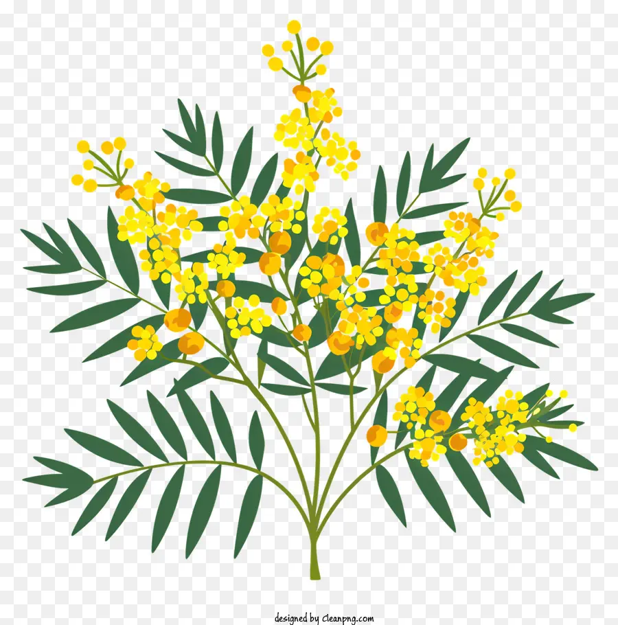 Mimosa Fleur，Or Fleurs PNG