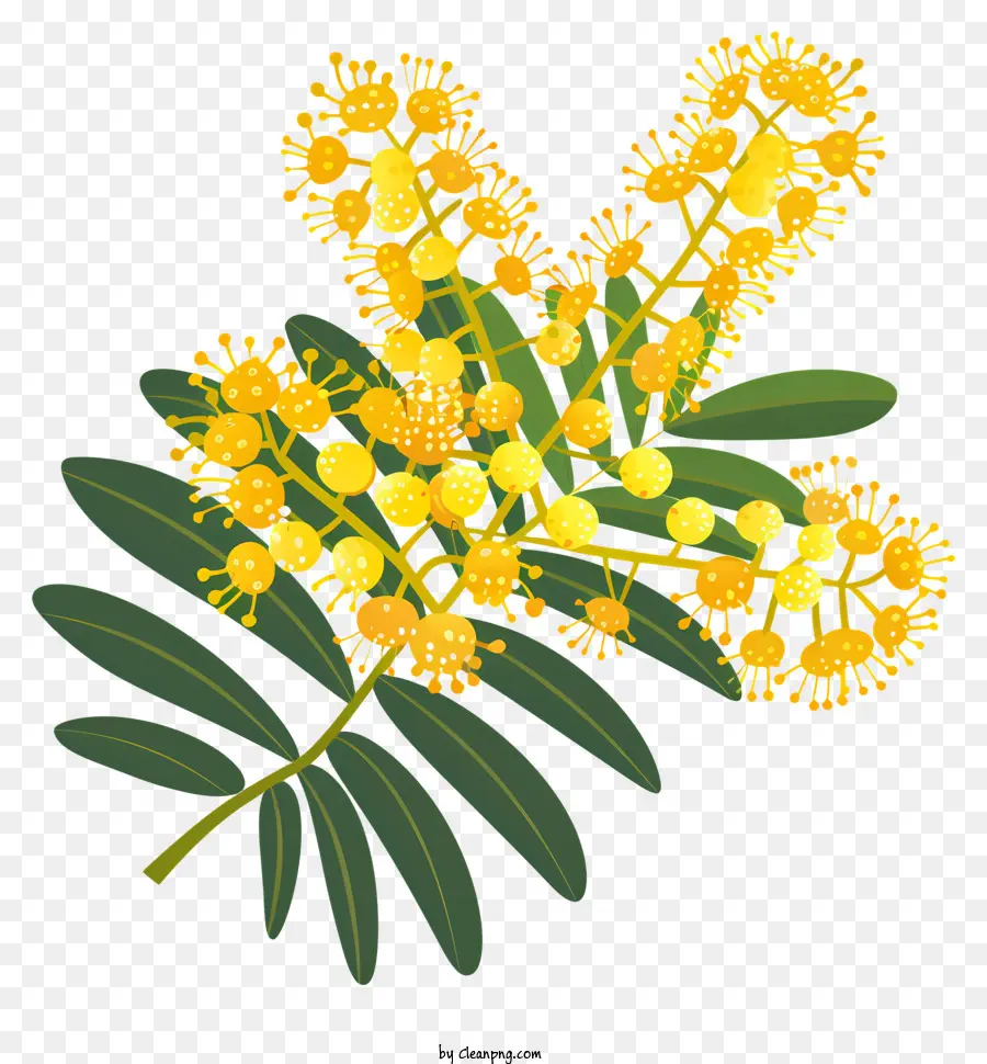 Mimosa Fleur，Fleurs Jaunes PNG