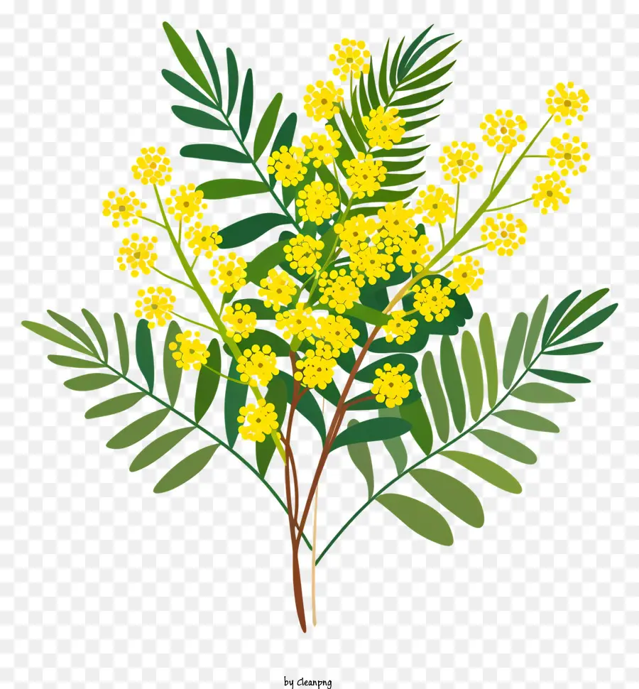 Mimosa Fleur，Fleurs Sauvages PNG