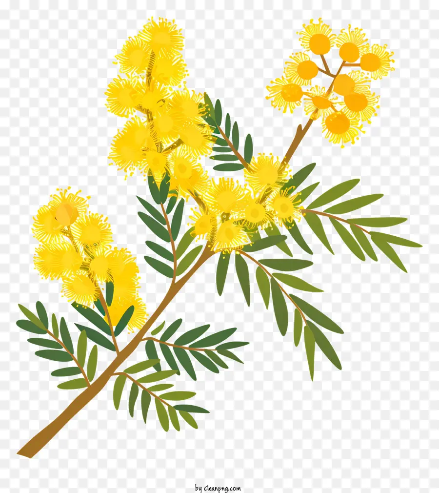 Mimosa，Fleurs Jaunes PNG