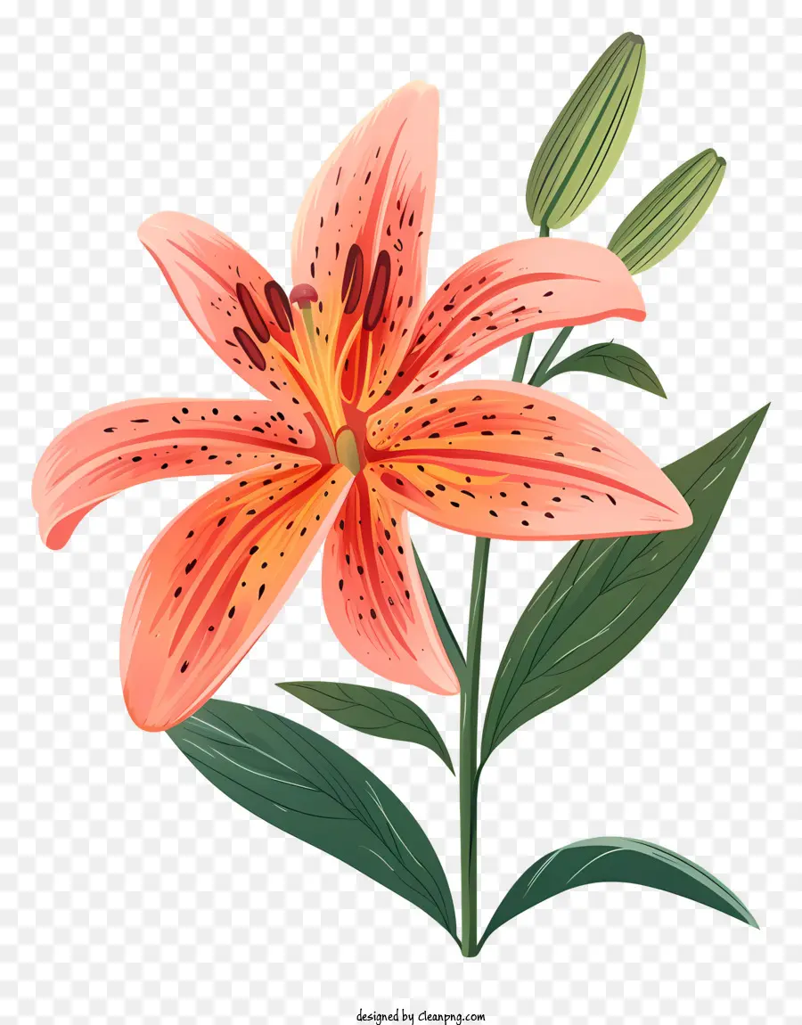 Fleur De Lis Fleuris，Lily Rose PNG