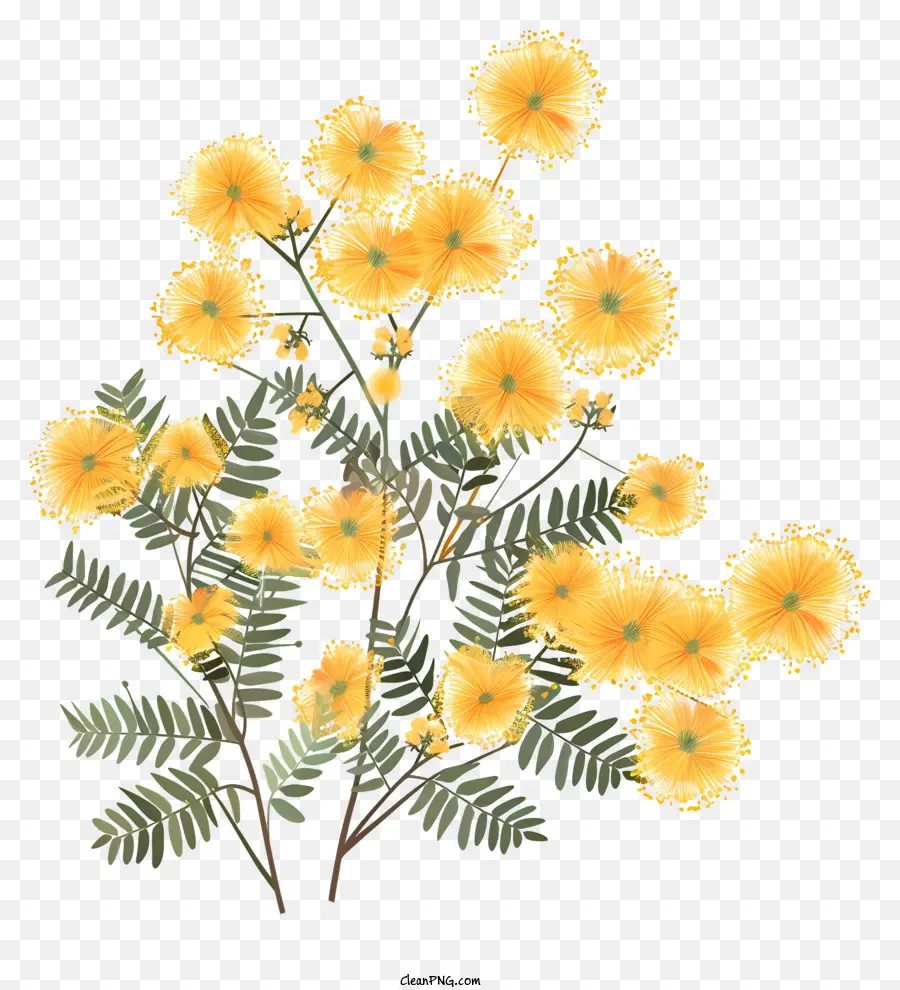 Mimosa Fleur，Fleurs Jaunes PNG