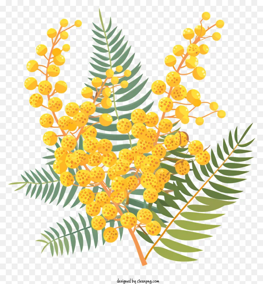 Mimosa Fleur，Fleur De Banksia PNG