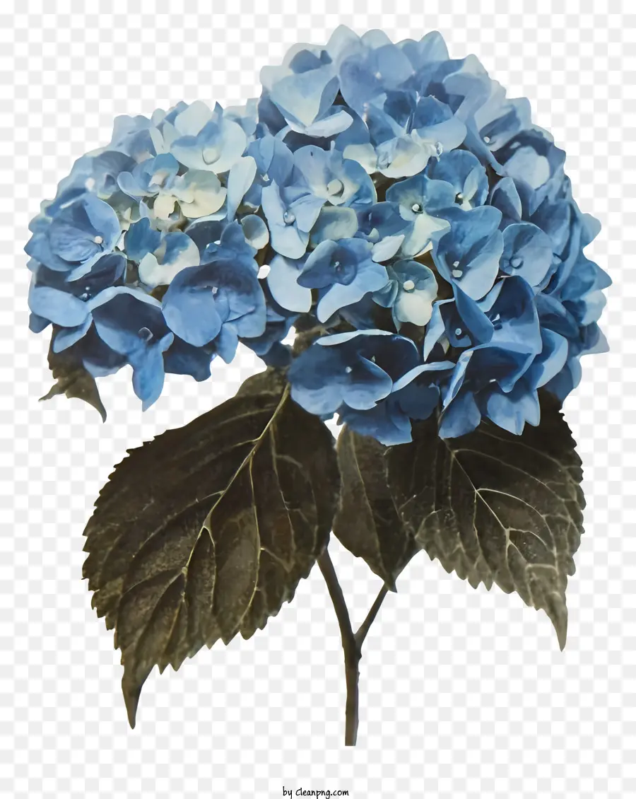 Hortensias，Hortensias Bleus PNG