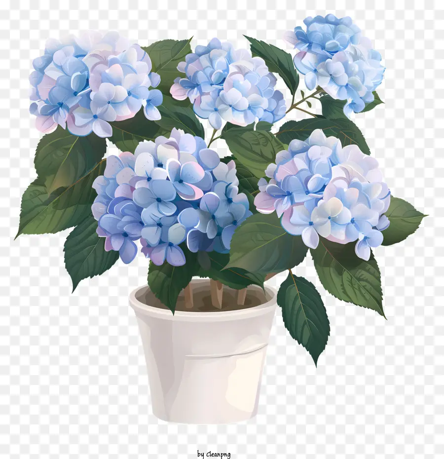 Hortensias，Fleurs PNG