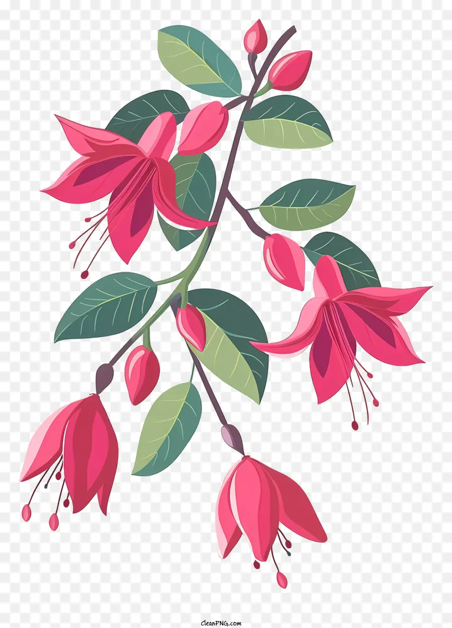 Branche Des Fleurs Fuchsia，Fleur Rose PNG