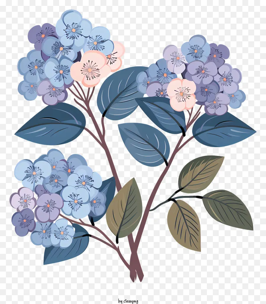 Hortensias，Fleurs PNG