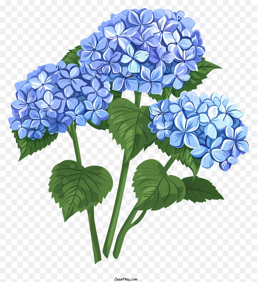 Hortensias，Fleurs Bleues PNG
