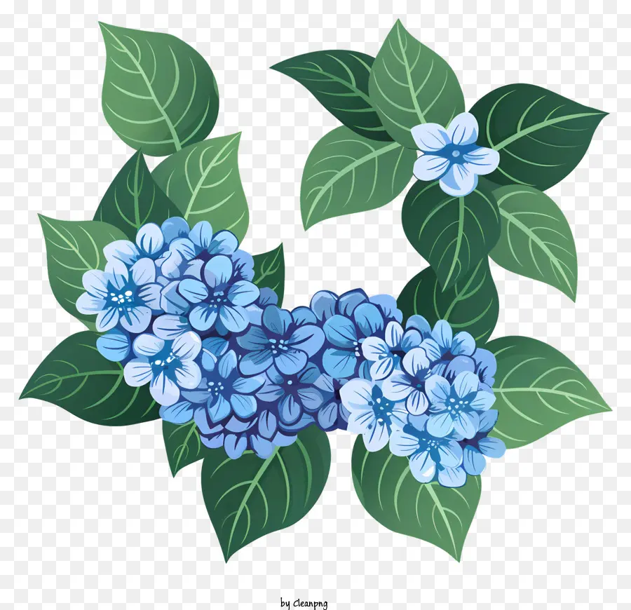 Hortensias，Couronne D'hortensia Bleue PNG