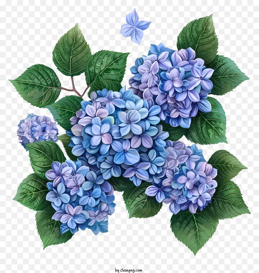 Hortensias，Fleurs D'incendie Bleu PNG