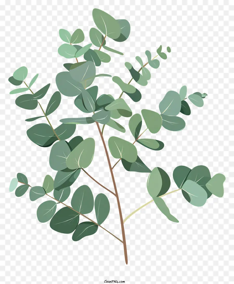 Branche D'eucalyptus，Eucalyptus PNG