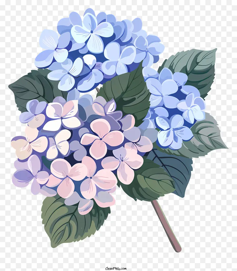 Hortensias，Fleurs D'incendie Bleu PNG