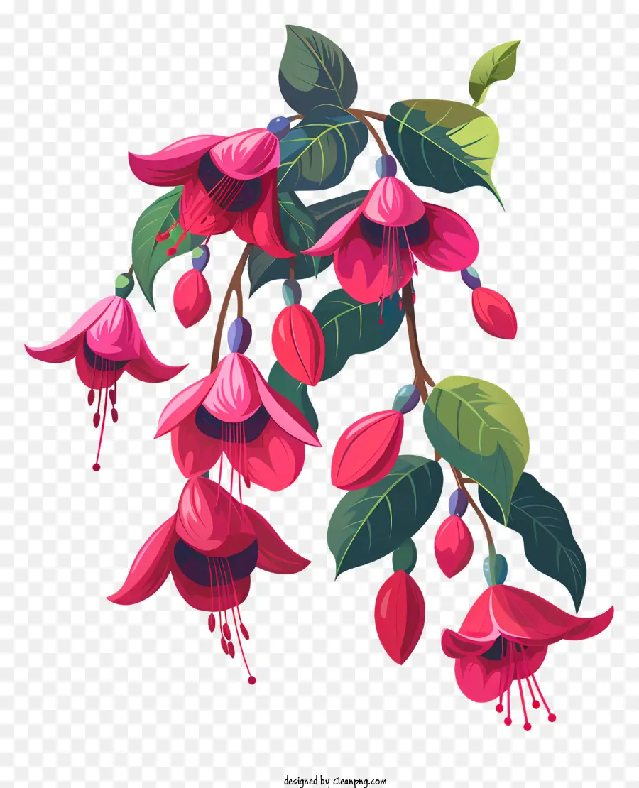 Branche De Fleurs Fuchsia，Fleurs Roses PNG