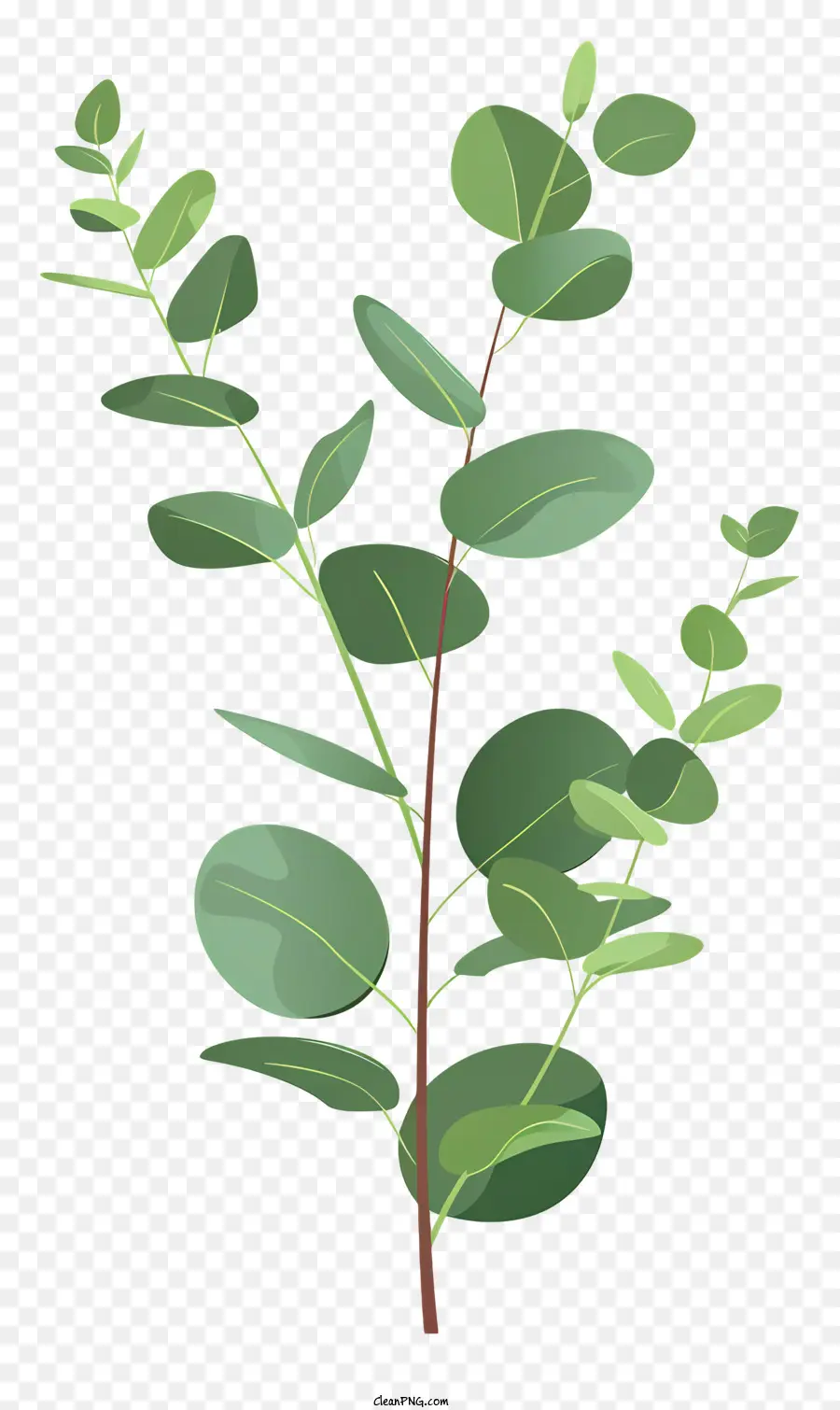 Brindille D'eucalyptus，Feuilles Vertes PNG