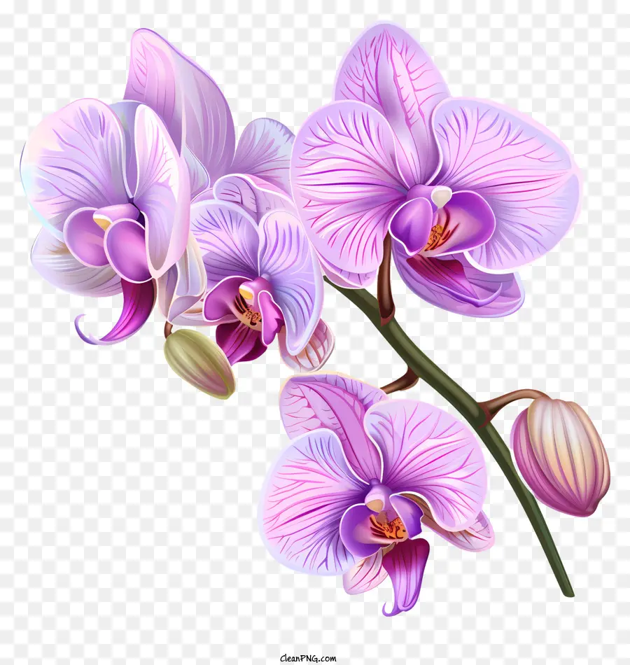 Jour D'orchidée，Fleurs D'orchidée PNG